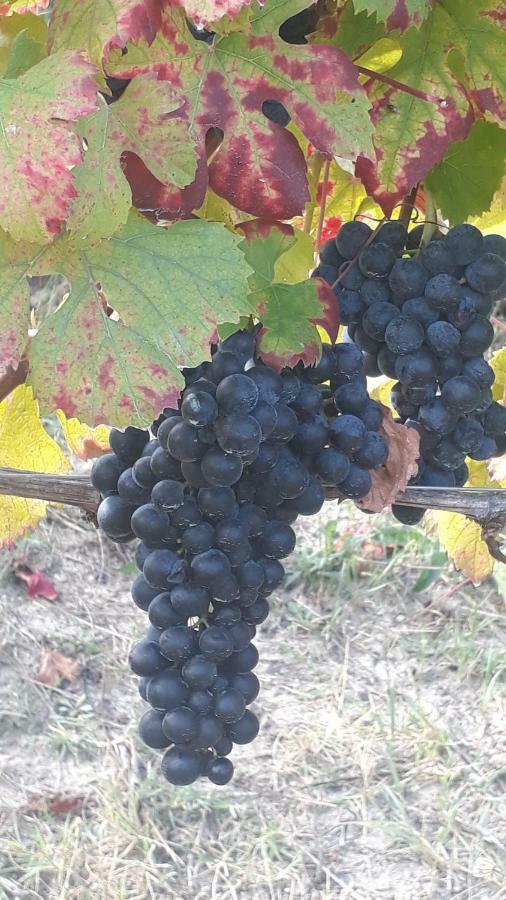 Agriturismo "Veritas" Bed & Wine Casaleggio Boiro Экстерьер фото