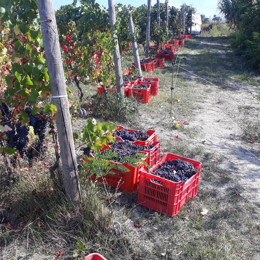 Agriturismo "Veritas" Bed & Wine Casaleggio Boiro Экстерьер фото