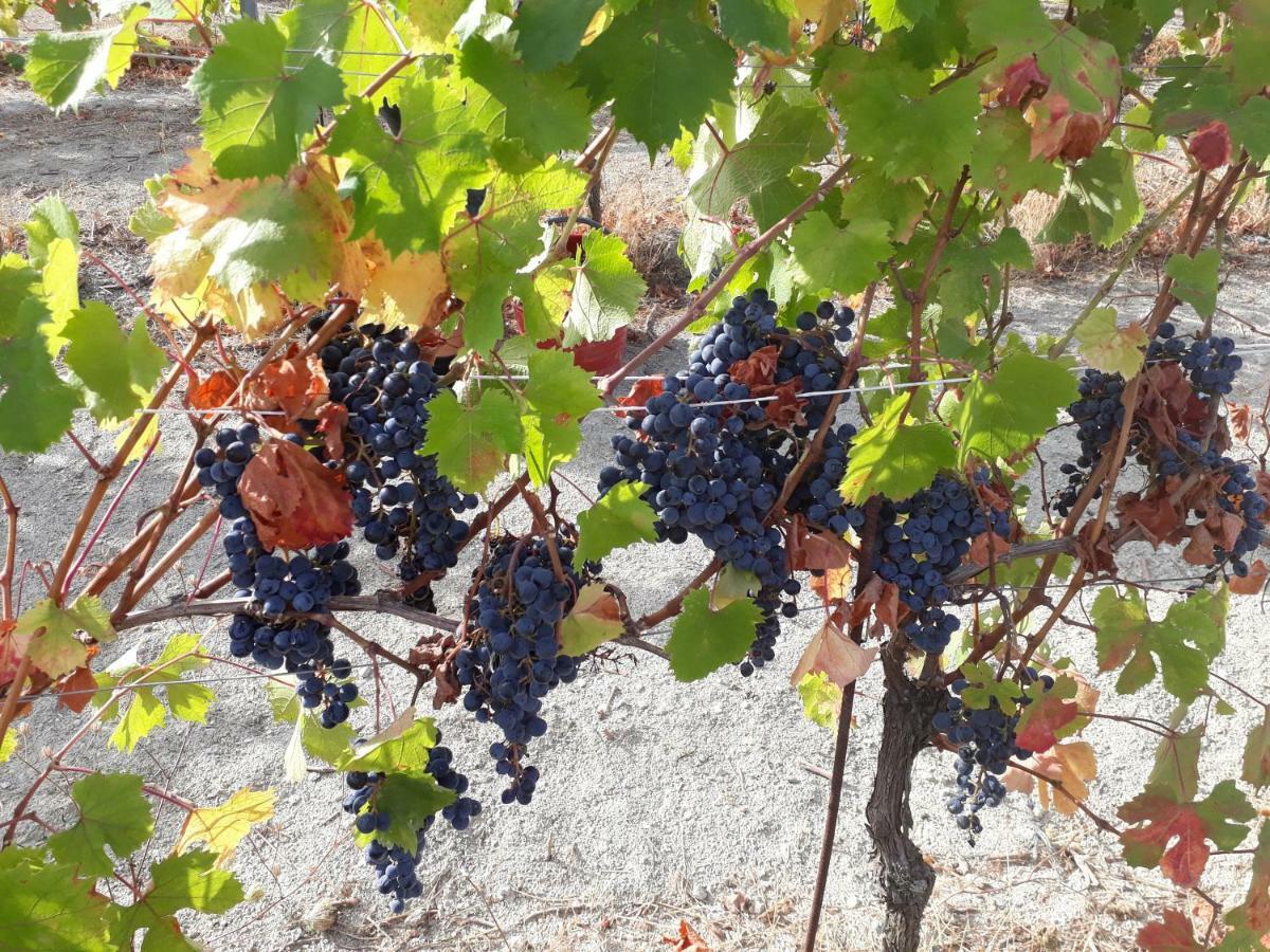 Agriturismo "Veritas" Bed & Wine Casaleggio Boiro Экстерьер фото